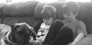 Pet Loss | Central Mass Mom