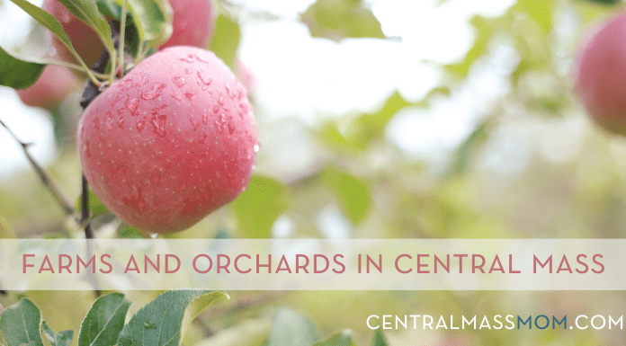 Farms and Orchards | Central Mass Mom