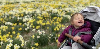 Toddler in a stroller at a daffodil farm, enjoying spring activities in central ma