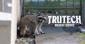 truetech wildlife removal service - raccoon in someone's backyard