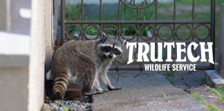 truetech wildlife removal service - raccoon in someone's backyard
