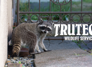 truetech wildlife removal service - raccoon in someone's backyard