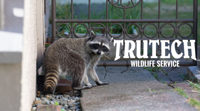 truetech wildlife removal service - raccoon in someone's backyard