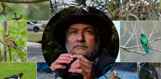 Dr. Madhu Katti holding binoculars amidst photos of birds from eBird.