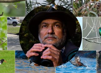 Dr. Madhu Katti holding binoculars amidst photos of birds from eBird.
