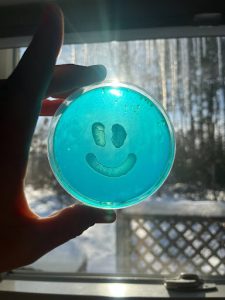 Photo Description: Microbial art, painted with Baker’s Yeast, growing on Petri plates. Photo Credit: Anne A. Madden / The Microbe Institute