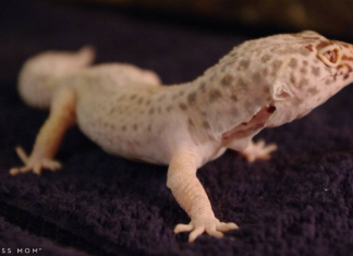 The Best First Pet