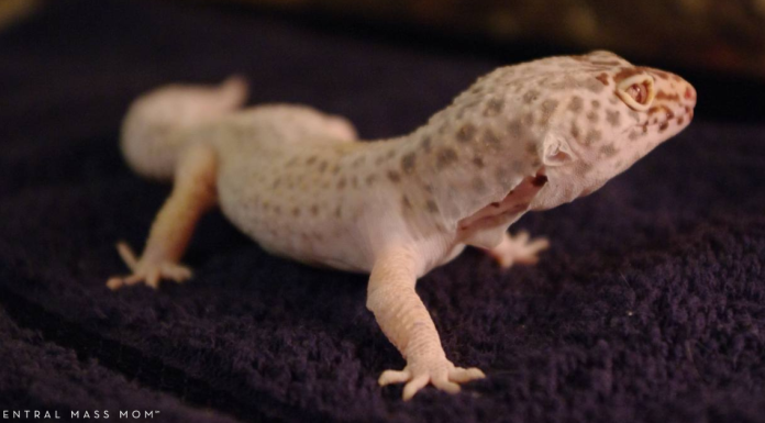 The Best First Pet
