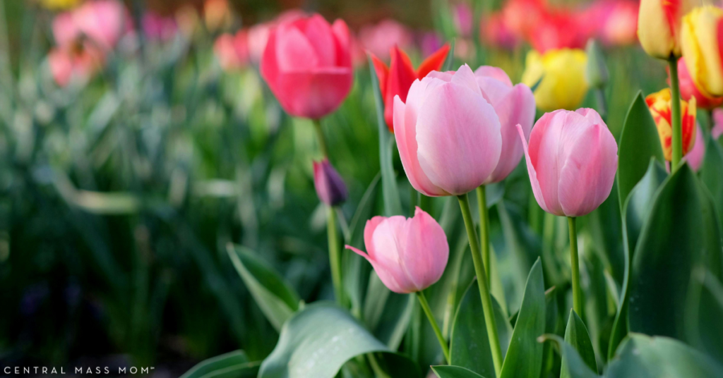 Field full of tulips at a tulip farm