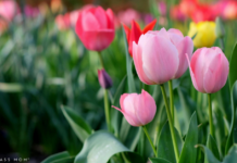 Field full of tulips at a tulip farm