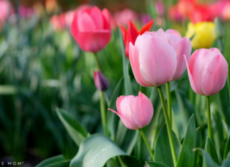 Field full of tulips at a tulip farm