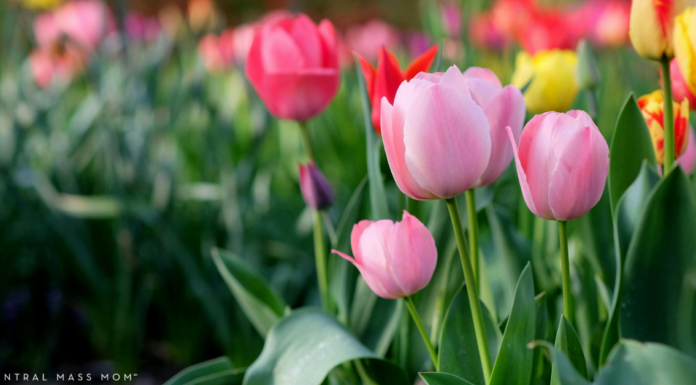 Field full of tulips at a tulip farm