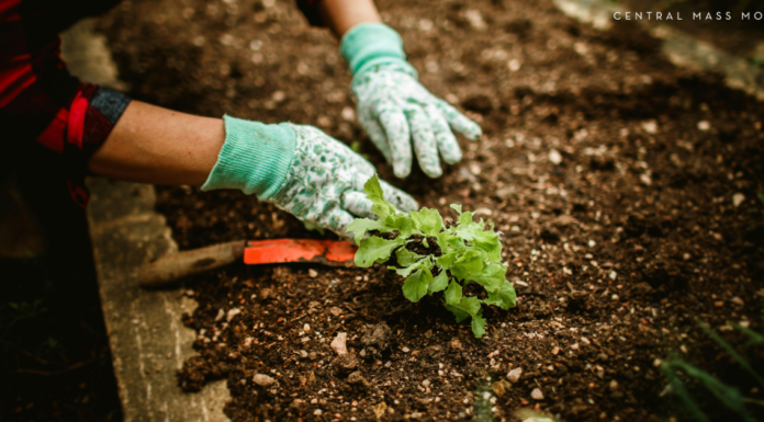 Starting Your First Family Garden :: Things Kids Love to Grow