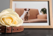 Walking Through Grief and Pet Loss as a Mom